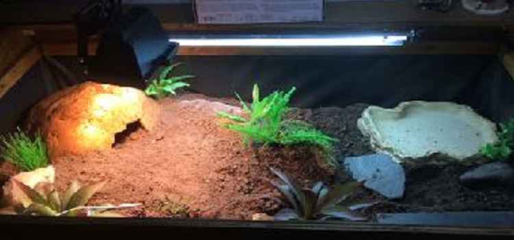 What set up do I need for my Tortoise decent tortoise table